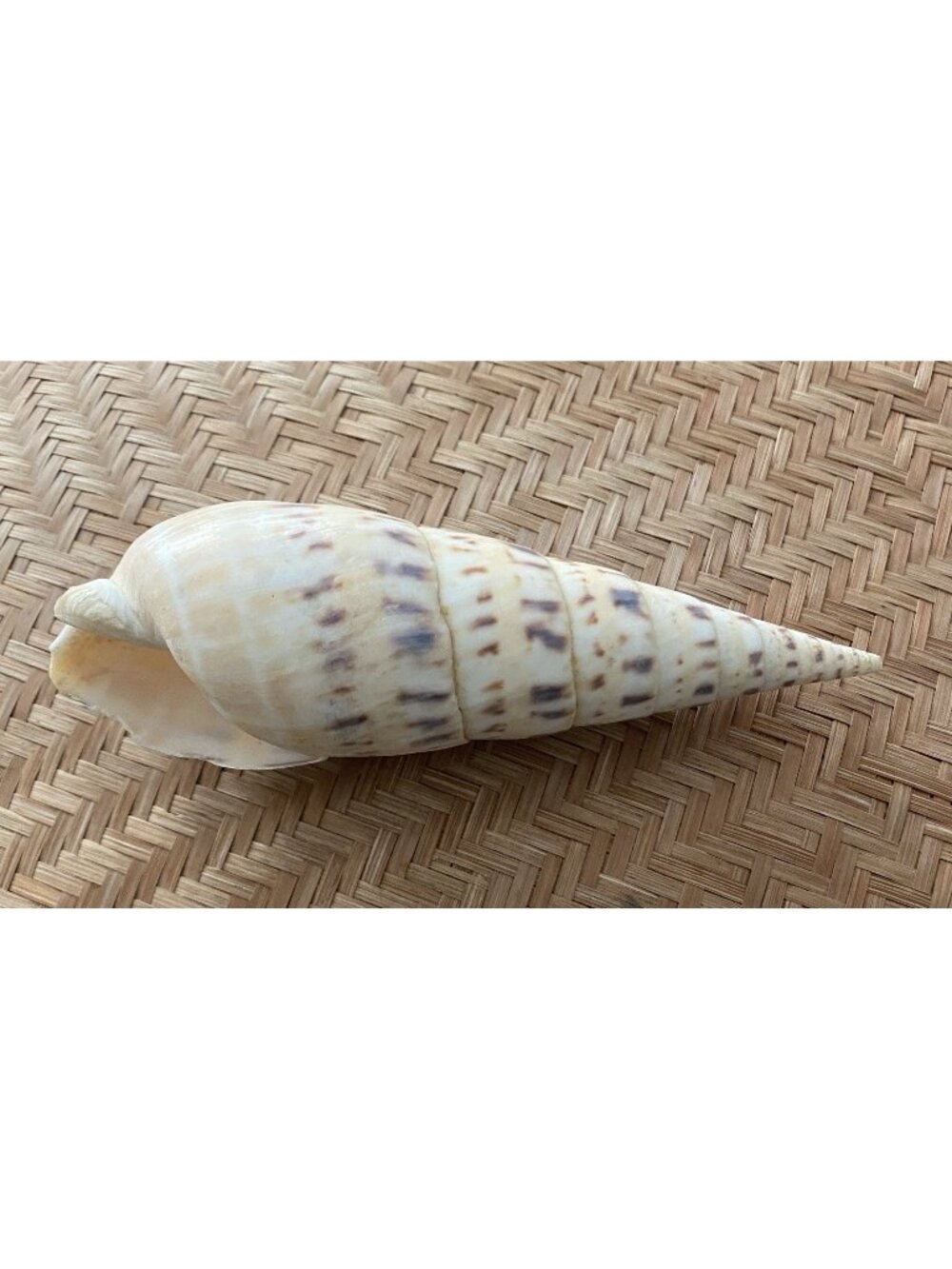 1 Large Marlin Spike Seashell 6" Terebra Maculata Shell Beach Decor Nautical (B0